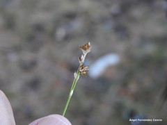Carex muricata pairae