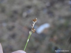 Carex muricata pairae