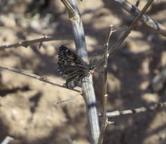 Hesperopsis alpheus