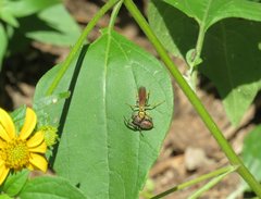 Poecilopompilus mixtus