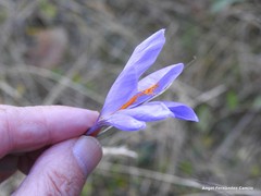 Crocus serotinus