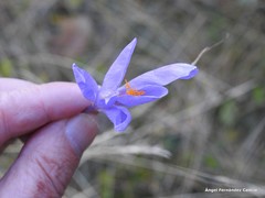 Crocus serotinus