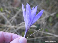 Crocus serotinus
