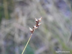 Carex muricata pairae