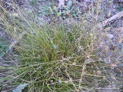 Carex muricata pairae