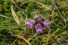 Stachys elliptica