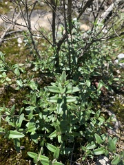 Prostanthera saxicola montana
