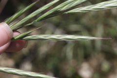Bromus grandis