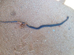 Storeria occipitomaculata obscura