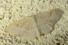 Idaea rubraria