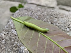 Protambulyx strigilis