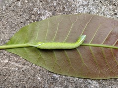 Protambulyx strigilis