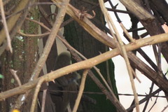 Phacellodomus rufifrons