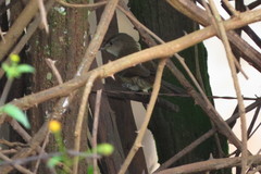 Phacellodomus rufifrons