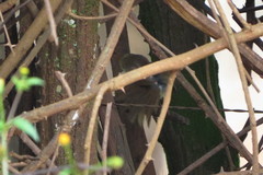 Phacellodomus rufifrons