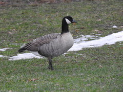 Branta hutchinsii