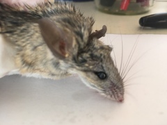 Peromyscus eremicus