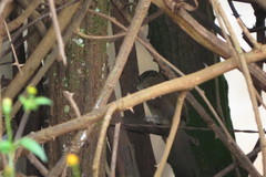 Phacellodomus rufifrons