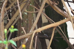 Phacellodomus rufifrons