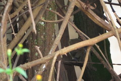 Phacellodomus rufifrons