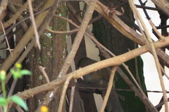 Phacellodomus rufifrons