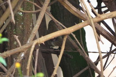 Phacellodomus rufifrons