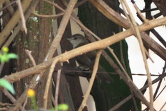 Phacellodomus rufifrons