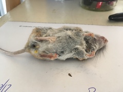 Peromyscus eremicus