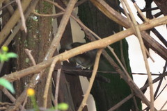 Phacellodomus rufifrons