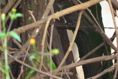 Phacellodomus rufifrons