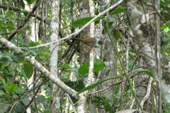 Myiothlypis leucophrys