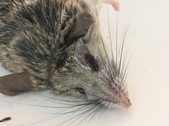 Peromyscus eremicus