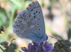Polyommatus albicans