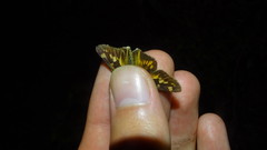 Hylephila phyleus phyleus