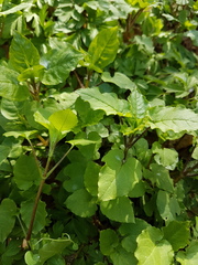 Alkekengi officinarum
