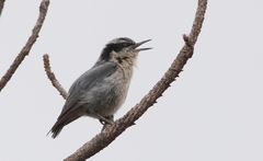 Yunnan Nuthatch photo 3