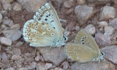 Polyommatus albicans