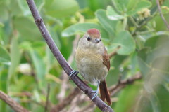 Thamnophilus torquatus