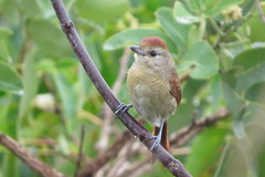 Thamnophilus torquatus