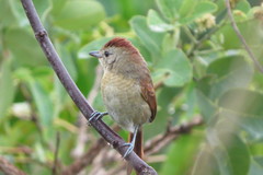 Thamnophilus torquatus