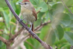 Thamnophilus torquatus