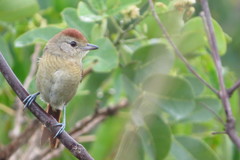 Thamnophilus torquatus