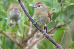 Thamnophilus torquatus