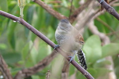 Thamnophilus torquatus