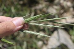 Bromus grandis