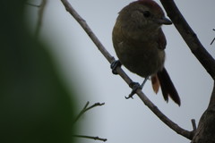 Thamnophilus torquatus