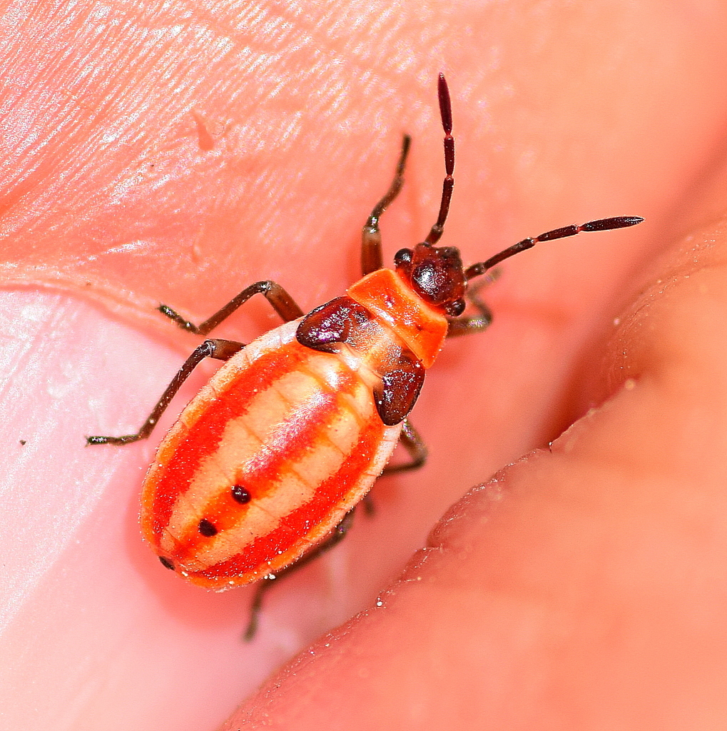 Cretan Seed Bug
