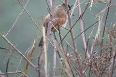 Thamnophilus torquatus