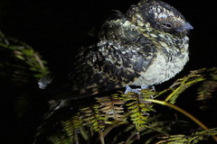 Hydropsalis maculicaudus