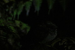 Hydropsalis maculicaudus
